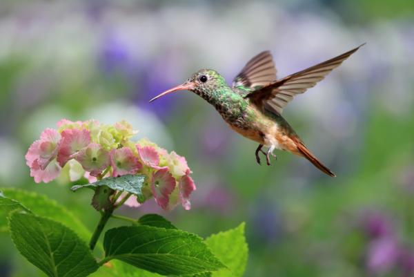 Hummingbird -elinkaari - Hummingbird -pölytysprosessi