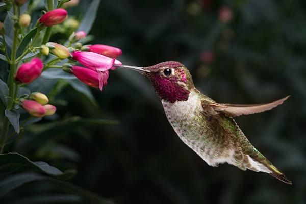 Hummingbirdin elinkaari - Hummingbirdin vaiheet