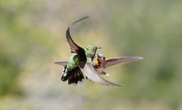 Hummingbird -elinkaari - Hummingbird -lisääntyminen