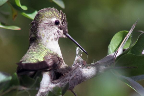 Hummingbird Life Cycle - Kolibri -pesän rakentaminen