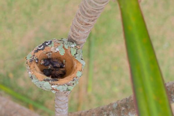 Hummingbirdin elinkaari - Hummingbirdin syntymä ja kasvatus