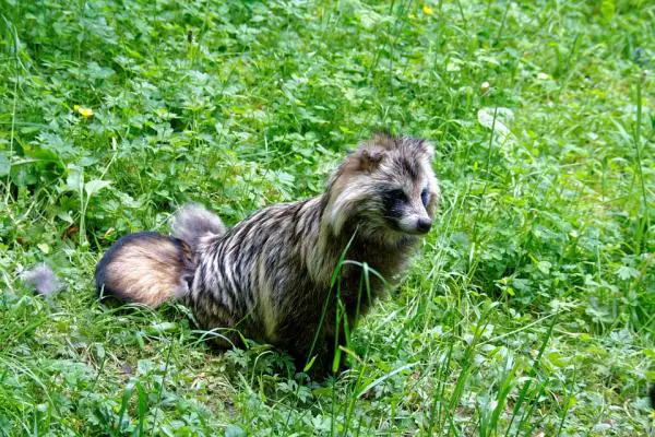 Tanuki -pesukarhu - Ominaisuudet ja alkuperä - Pesukarhun ominaisuudet