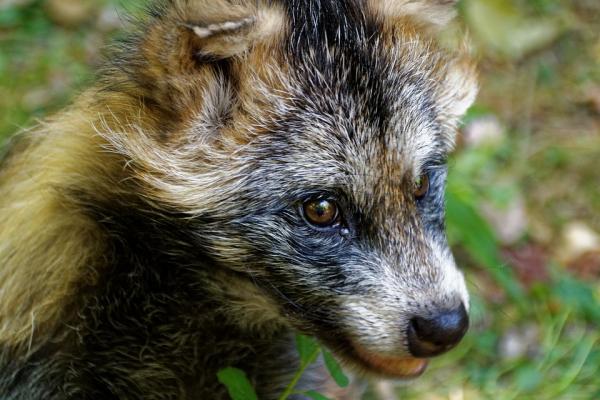 Tanuki -pesukarhu - Ominaisuudet ja alkuperä - Mistä mutta pesukarhu on peräisin?