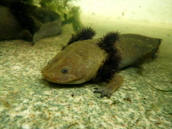 Aksolottien tyypit - Pátzcuaro axolotl (Ambystoma dumerilii)