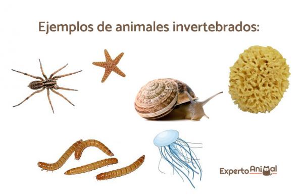 Esimerkkejä selkärankaisista ja selkärangattomista - Esimerkkejä selkärangattomista eläimistä