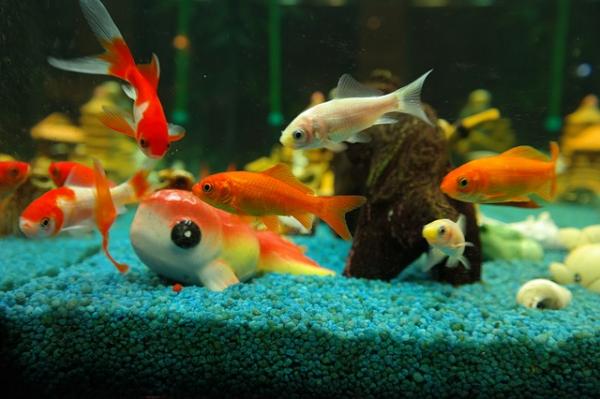 Miksi kultakala on aggressiivinen - tilaa, yhteensopivuutta ja ruoan puutetta