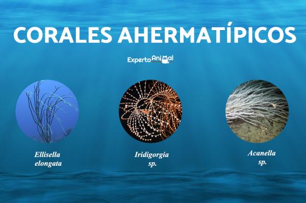 Korallityypit - Ahermatypic -korallit ja esimerkkejä