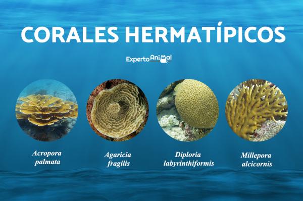 Korallityypit - Hermatyyppiset korallit ja esimerkkejä