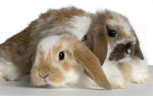Belier -kanin hoito - Belier -kanin pitäisi mennä eläinlääkäriin