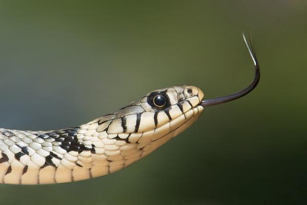 Ongelmia käärmeen irtoamisessa - Mistä irtoamisongelma voi johtua?