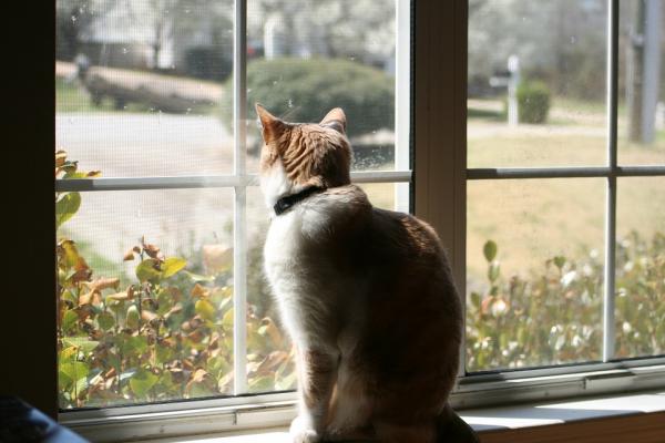 Mitä kissat tekevät yksin ollessaan?  - 4. He katsovat ulos ikkunasta tai lähtevät kävelylle