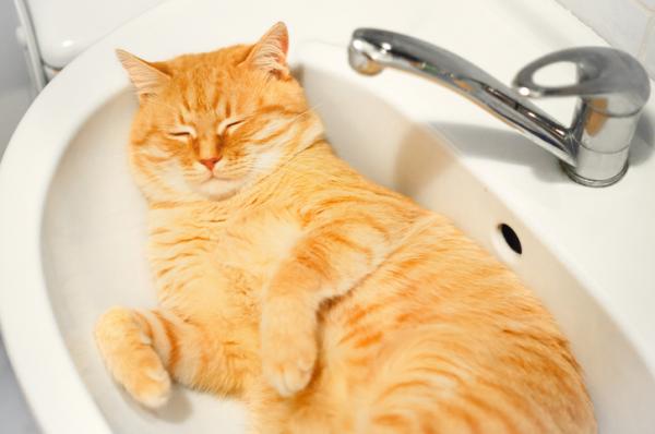 Voiko kissaa pestä rokotuksen jälkeen?  - Kylvyt ja rokotukset kissoille