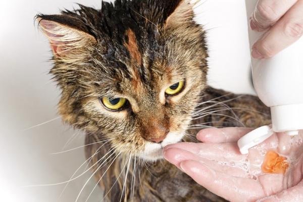 Voitko kylvää kissan rokotuksen jälkeen?  - Kissan kylpy