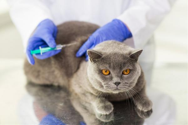 Voiko kissaa pestä rokotuksen jälkeen?  - Kissojen rokotus