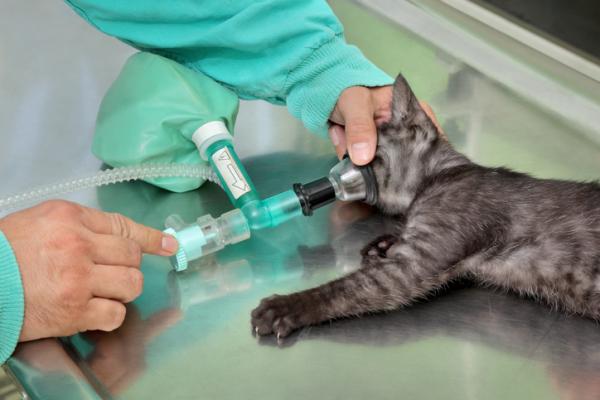 Peräsuolen prolapsi kissoilla - syyt, hoito ja kirurgia - hoito peräsuolen prolapsille kissoilla