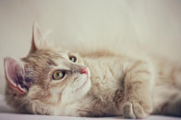 5 kissan persoonallisuutta Lauren Finkan mukaan - 5. Yksinäinen kissa