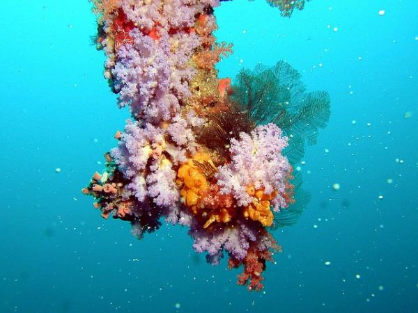 10 hitainta eläintä maailmassa - Korallit 