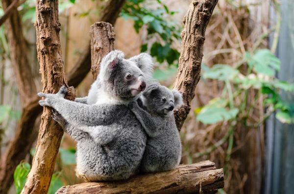 10 hitainta eläintä maailmassa - Koala