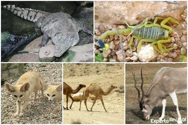 Aavikolla elävät eläimet ja niiden ominaisuudet - Saharan autiomaassa elävät eläimet