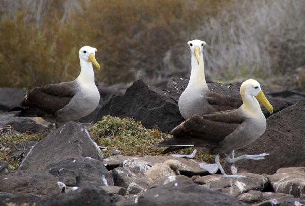 Galapagon saarten eläimet - 3. Galapagos Albatross