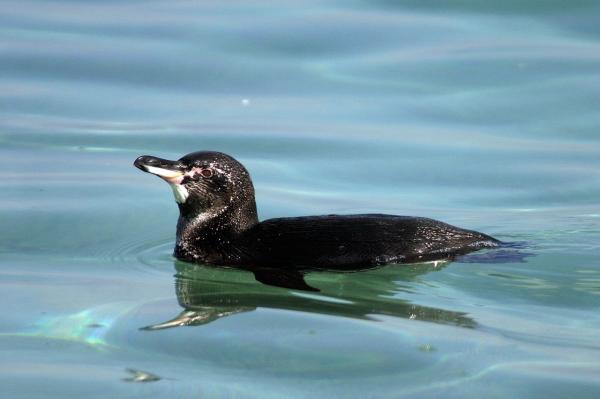Galapagon saarten eläimet - 7. Galápagos -pingviini
