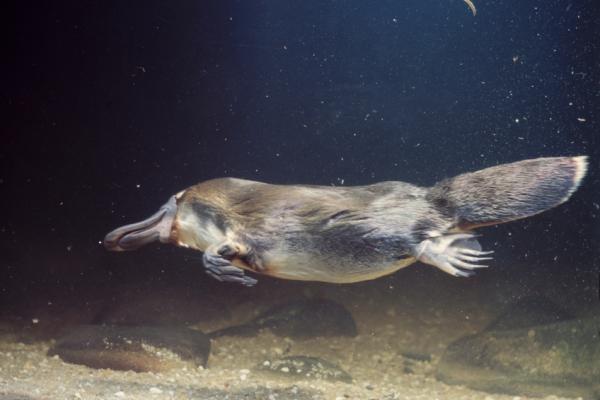 Ovoviviparous -eläimet - Esimerkkejä ja uteliaisuuksia - Platypus