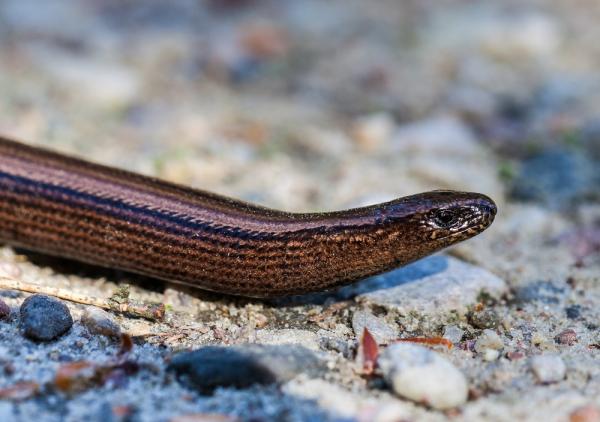 Ovoviviparous -eläimet - Esimerkkejä ja uteliaisuuksia - Lución