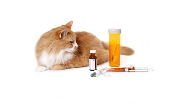 Mitä diabetesta sairastavan kissan pitäisi syödä?  - Diabetes
