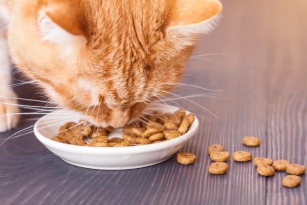 Mitä diabetesta sairastavan kissan pitäisi syödä?  - Diabetesta sairastavan kissan ruokinta