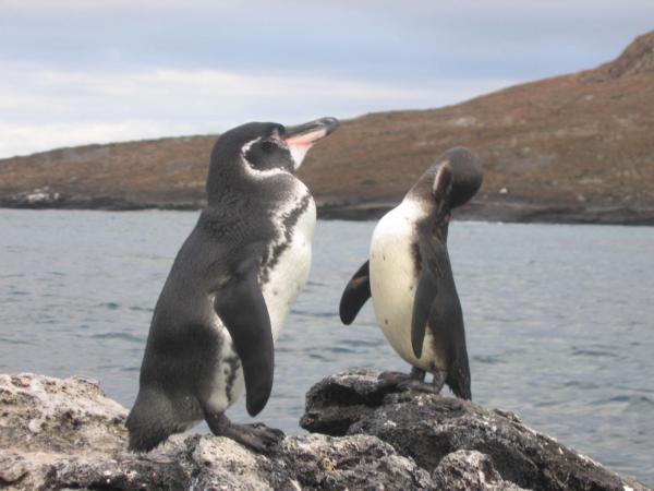 Pingviinityypit - Galapagos Penguin