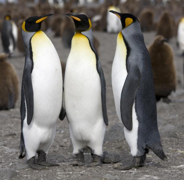 Pingviinityypit - kuningaspingviini