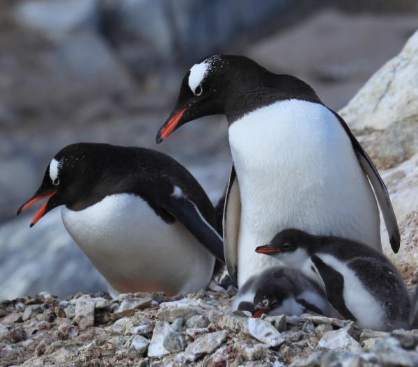 Pingviinityypit - Gentoo Penguin