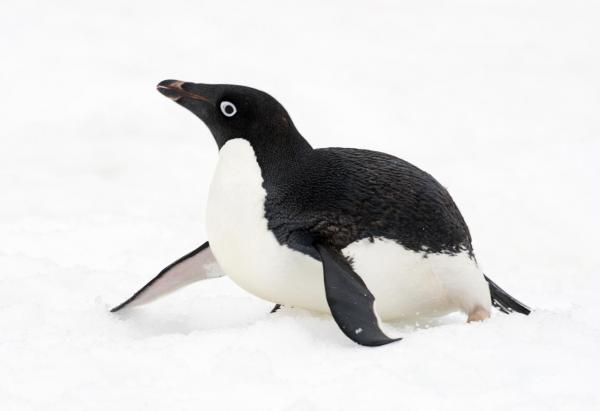 Pingviinityypit - Adelie Penguin