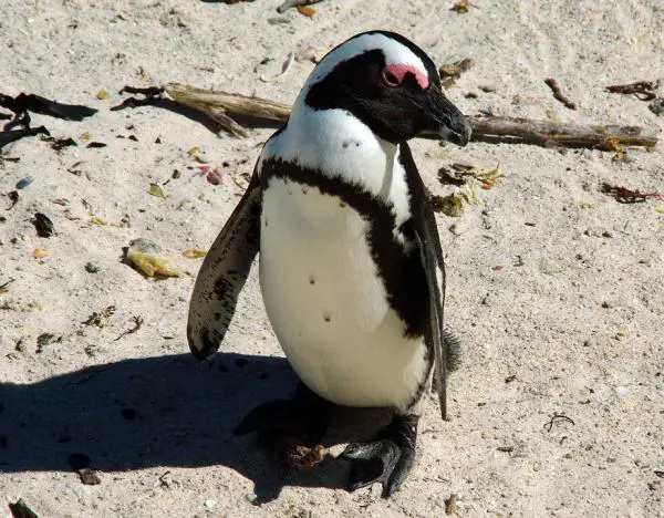 Pingviinityypit - Afrikkalainen pingviini 