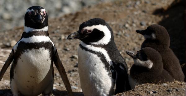 Pingviinityypit - Magellanic Penguin