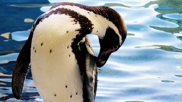Pingviinityypit - Humboldt Penguin