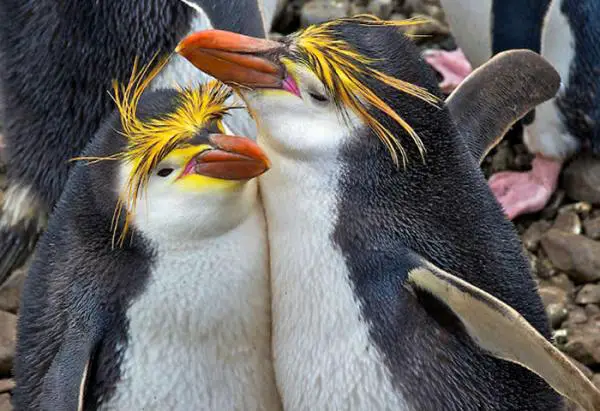 Pingviinityypit - Pystysuora pingviini