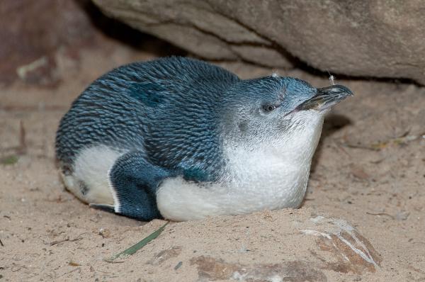Pingviinityypit - Pieni sininen pingviini 