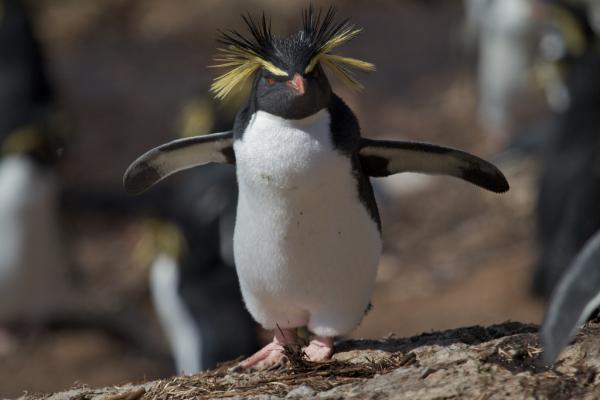 Pingviinityypit - Rockhopper -pingviini