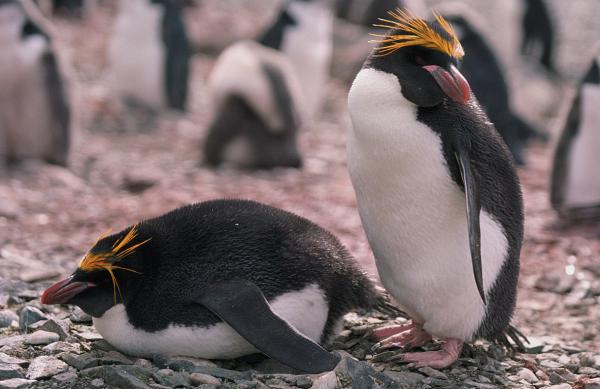 Pingviinityypit - Makaronipingviini