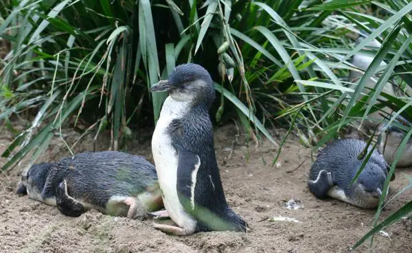 Pingviinityypit - Valkoinensiipinen kääpiöpingviini