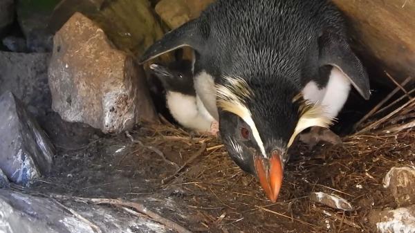 Pingviinityypit - Fiordland Penguin 
