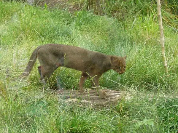 Missä puuma asuu?  - Yagouaroundi puma