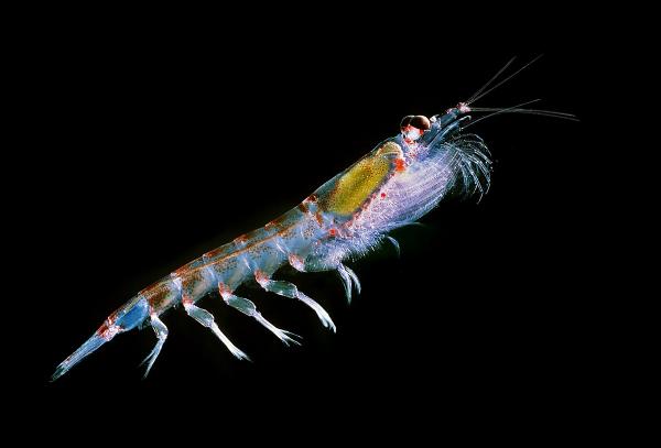 Meriruokaketju - Zooplankton, toinen lenkki