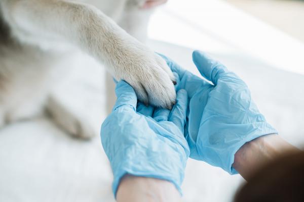 Kemoterapia koirilla - sivuvaikutukset ja lääkkeet - hoito koirien kemoterapian aikana ja sen jälkeen