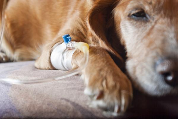Kemoterapia koirilla - Sivuvaikutukset ja lääkkeet - Millainen on kemoterapiaistunto koirilla?