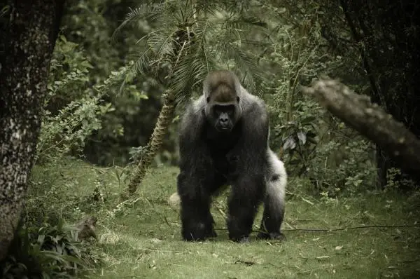 12 eläintä, jotka elävät metsässä - 10. Gorilla