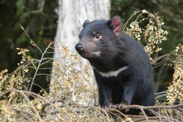 12 eläintä, jotka elävät metsässä - 11. Tasmanian paholainen