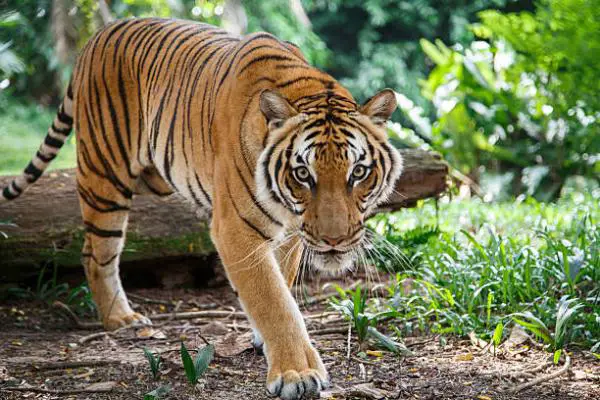 12 eläintä, jotka elävät metsässä - 6. Tiikeri
