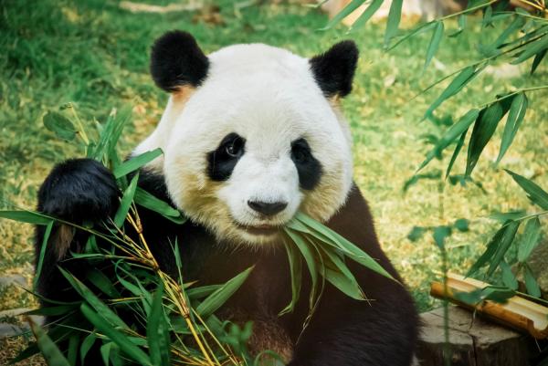 12 eläintä, jotka elävät metsässä - 5. Jättiläinen panda